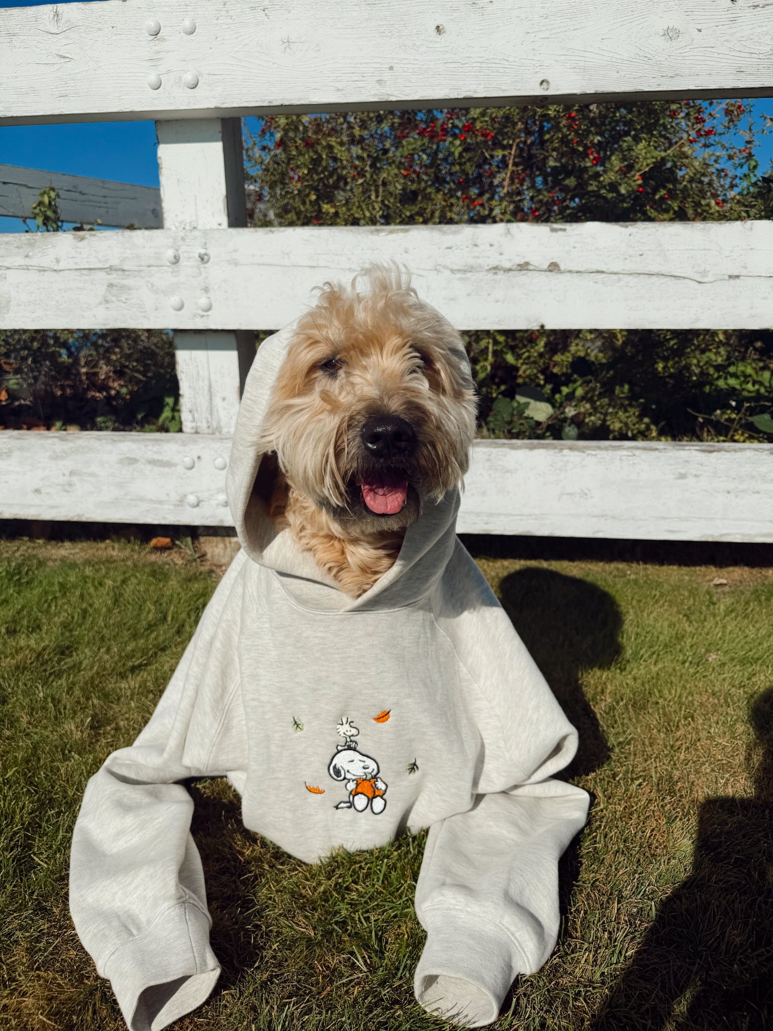 Dog wearing a white hoodie with a fall cartoon design outdoors.